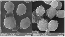 Immobilization of Pichia pastoris Cells for the Production of Recombinant Human Serum Albumin.