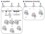 CRISPR/Cas9 as a tool for Genome Editing: A  Mini-Review on Development and Approaches   