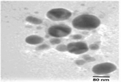 Green synthesis, characterization and antibacterial activity of silver nanoparticles by Biarum chaduchrum leaf extract