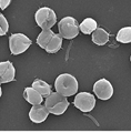 A Study of L-Lysine-Stabilized Iron Oxide Nanoparticles (IONPs) on Microalgae Biofilm Formation of Chlorella vulgaris