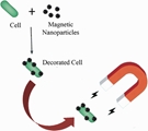 Magnetic immobilization of recombinant E. coli cells producing extracellular L-asparaginase II: evaluation of plasmid stability and interaction of nanoparticles with the product